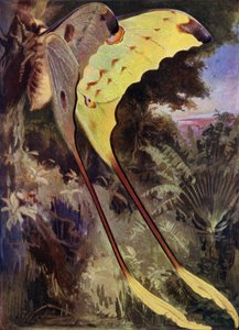 Un papillon géant de Madagascar - Arthur Twidle